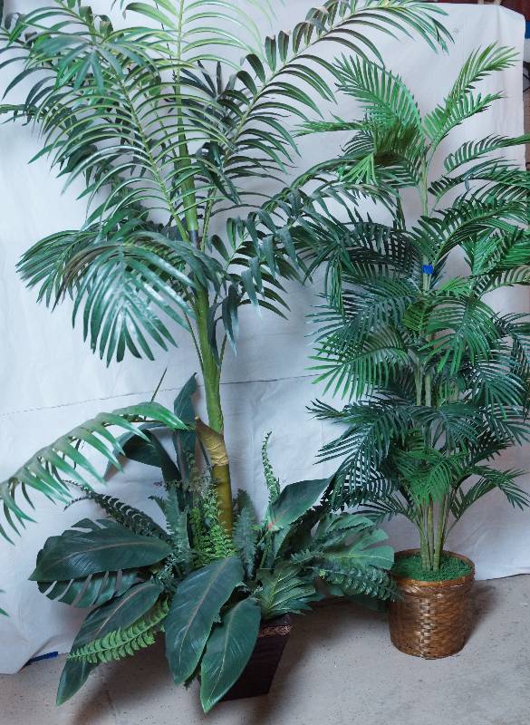 lot 2042 image: Lot of 2 Pieces of Greenery Trees in Pots - Spruce up your home or office