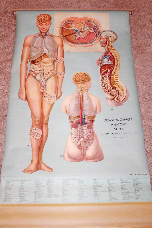 lot 9181 image: Retractable Anatomy Chart - Chart of Organs - Science - Great for the Classroom