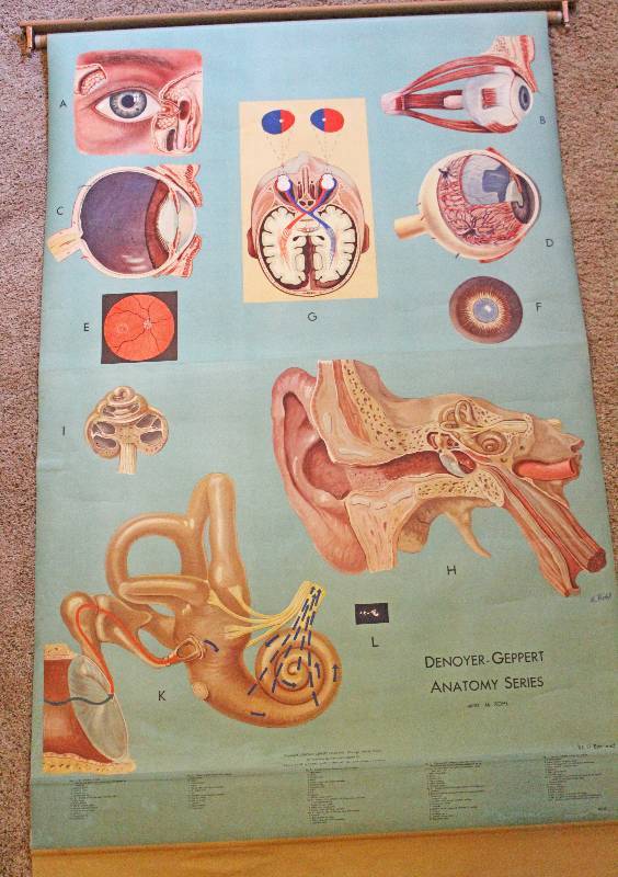 lot 9184 image: Retractable Science Anatomy Chart - Eyes and Ear - Great for the Classroom
