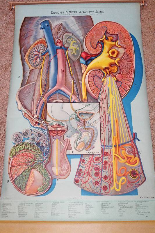 lot 9187 image: Retractable Anatomy Science Chart - Urogenital System - See Photos