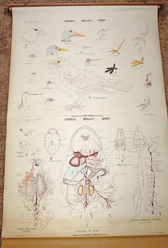 lot 9190 image: Retractable Science Chart - Frog and Bird Anatomy - See Photos for Details