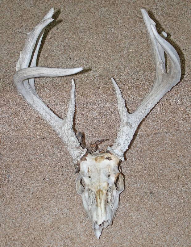lot 9254 image: Deer Skull - See Photos for Details