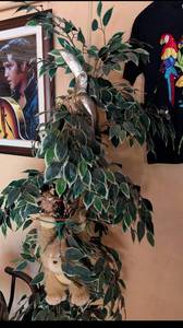 lot 595 image: Artificial 6 ft Ficus Tree with Decorative Plush Cat