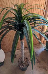 lot 596 image: Dracaena 4 foot  Palm Tree House Plant