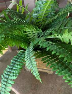 lot 641 image: Artificial Boston Fern in Decorative Wooden Planter
