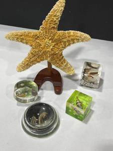 lot 1078 image: Starfish and more