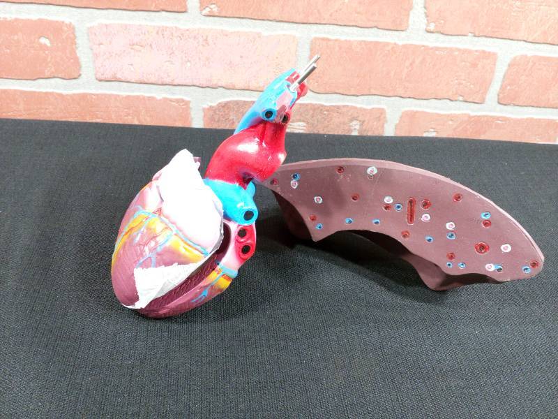 lot 174 image: Heart & Liver Organ Model Human Anatomy Medical Study