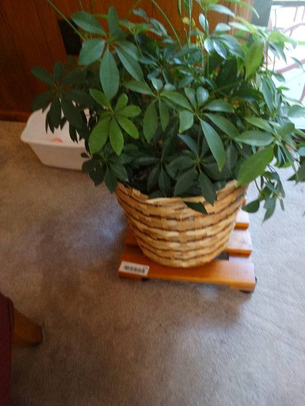 lot 174 image: Potted plant w plant cart