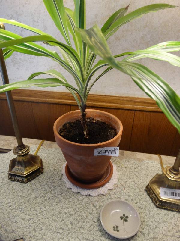 lot 191 image: Live potted plant
