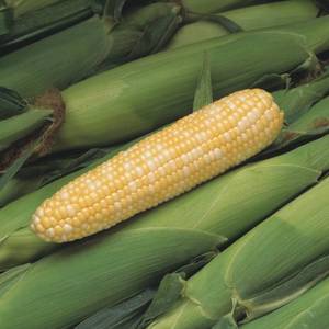 lot 8362 image: Peaches & Cream Corn - 12lb
