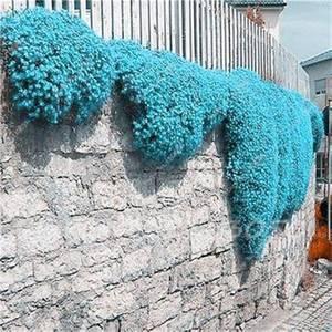 lot 2252 image: CHUXAY GARDEN Light Blue Thymus Serpyllum,Creeping Thyme Seed 200 Seeds Landscaping Rocks Ground Cover Plant Striking Landscaping Plant Easy Grow