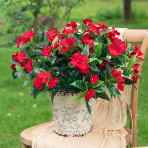 lot 14223 image: ONLY ONE SEE PHOTOS Uqueeten Artificial Impatiens Bouquet Flowers for Outdoors Silk Faux Flowers for Outdoor Impatiens Plants Decor Indoor Planters Kitchen Planters and Balcony Decorations 4PCS (Red)