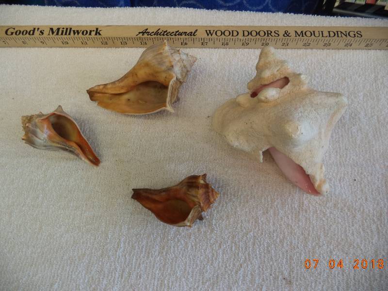 lot 1628 image: Lot of Large Sea Shells