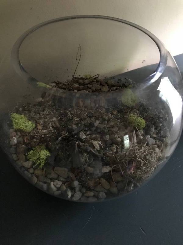lot 267 image: Terrarium Bowl 9 Height