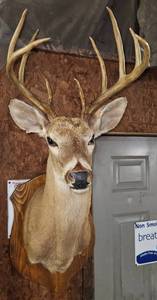 lot 340 image: Deer Buck Mount