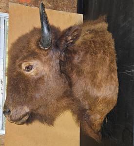 lot 343 image: Buffalo Head Mount