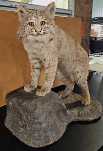 lot 341 image: Bobcat on Rock Mount