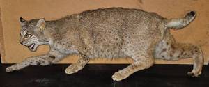 lot 342 image: Standing Bobcat Mount