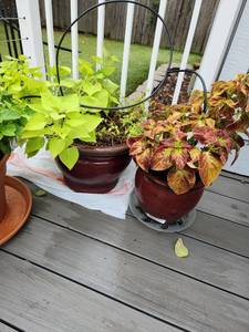 lot 902 image: 2 Clay pots with live sweet potato vine 10 x 14 dia and 9 x 9 dia with coleus