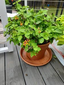 lot 903 image: 9 x 10 dia plastic pot, saucer with live lantana