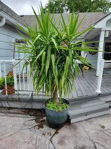 lot 904 image: 7 ft Live Yucca tree in composite pot 18 x 22 dia (heavy)