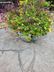 lot 908 image: Decorative ceramic flower pot with live plants 12 x 15 dia