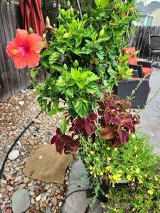 lot 909 image: Large composite flower pot 19 x 21 dia with live hibiscus tree, coleus and calibrocia