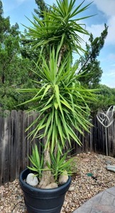 lot 911 image: Large composite pot 25 x 29 dia with live Yucca tree approx 10-12 ft (heavy)