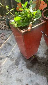 lot 913 image: Live potted plant 15x9