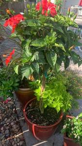 lot 914 image: 15x15 live potted plant, total height 55 inches