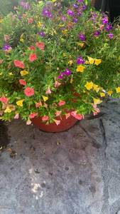 lot 915 image: 15x15 potted plant