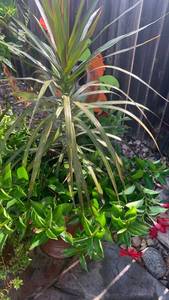 lot 916 image: 20x16 potted plant, total height 50 inches