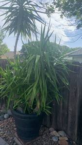 lot 919 image: Potted Yukka plant 28x24 approx 9 ft tall. Extremely heavy