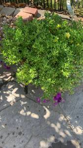 lot 926 image: 14x15 potted plant