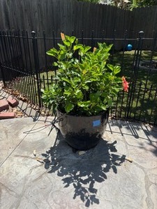 lot 927 image: 16x19 potted plant 4 ft tall-Heavy