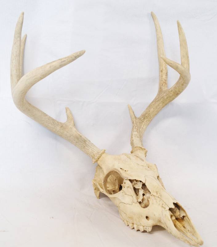 lot 1401 image: Deer Antler Rack and Skull - NICE RACK See pics