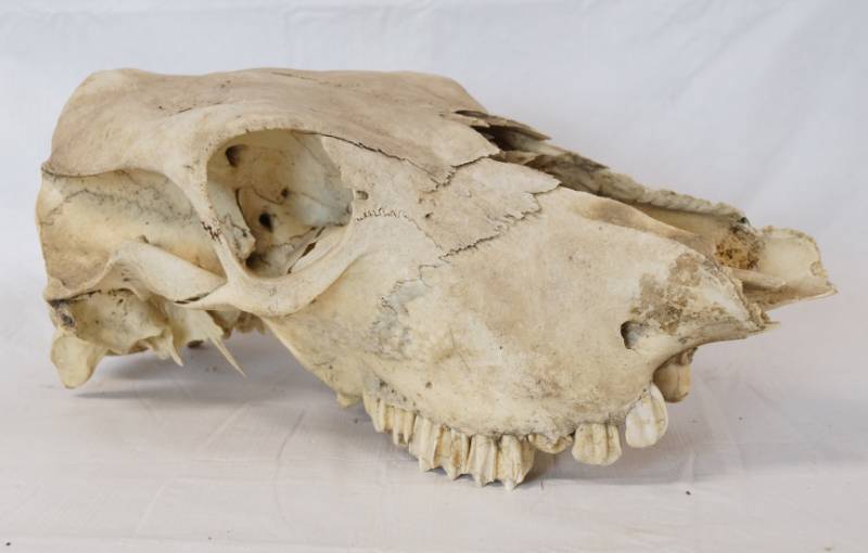 lot 1402 image: Large Cow Skull