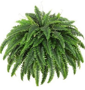 lot 5228 image: Single Silky Artificial Boston Fern Bush, 49Inch Large Artificial Ferns for Outdoors, Large Faux Ferns Artificial Plants,Suitable for Decorating Office, Living Room Faux Greenery,95Branches