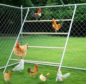 lot 5247 image: YUMEKA Chicken Roosting Ladder,Chicken Perch for Coop,Chick Roosting Bars, Cock Coop Toys, Suitable for Chicken Run and Chicken Perch, Backyard Poultry, Farm Roost Toys for Hen 55.1 L x 40.1 W