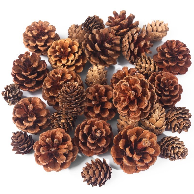 lot 1194461 image: JOHOUSE 18PCS Christmas Pine Cones, Natural Pinecones for Crafts Assortment Rustic Pine Cones for Decorating Christmas Winter Holidays Table Bowl Fillers, Winter Vase Filler - Retail $6