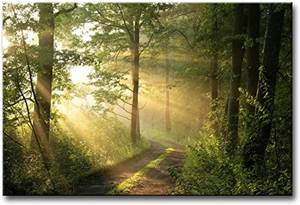 lot 7866 image: $47 Forest Wall Art Modern Canvas Foggy Morning Landscape Print