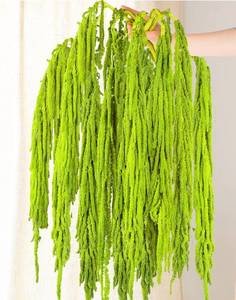 lot 8175 image: 10Pcs Neon Green Dried Amaranthus 23 Preserved Flowers