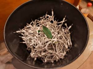 lot 712 image: Christmas Lights.