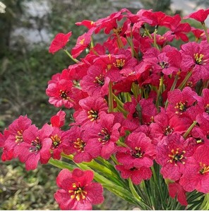 lot 1015 image: TURNMEON 10 Bundles Artificial Fall Flowers for Outdoors Fall Decorations, UV Resistant Artificial Lavender Plastic Flowers Faux Fall Plants Fake Mums Autumn Thanksgiving Decor Porch Home Gardens - Retail $17