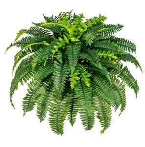 lot 41494 image: Faux Fern Large Hanging Fake Ferns, Artificial Ferns for Outdoors Indoors, 43Inch Large Fake Boston Green Plants