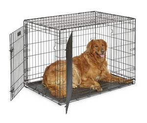 lot 11944 image: MidWest Homes for Pets 42-Inch Two-Door iCrate Folding Dog Crate with Divider Panel, Leak-Proof Tray & Secure Latches �� Metal Wire Kennel for Large Breeds �� Portable, Durable & Easy to Assemble