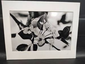 lot 544 image: Black and White Dogwood Print in White Mat, 14 x 11
