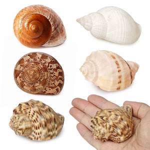 lot 19159 image: 5Pcs Large Hermit Crab Shells Natural Sea Conch Size 3-4.5 Turbo Seashells for Hermit Crab Supplies Hermit Crab House for D�cor No Paint or Dye - Retail $13