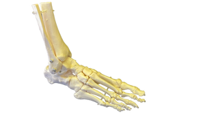 lot 15134 image: Anatomical Human Foot Skeleton Model 2ct - Retail $85