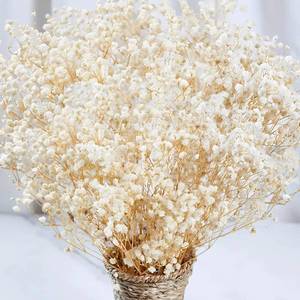 lot 4403 image: 2000 Dried Babys Breath Flowers Bulk - 17 Ivory White Dried Flower Bouquet, Real Natural Gypsophila Branches for Vase Filler, Wedding, Table Centerpiece, Home Decor, DIY Wreath Floral, Crafts - Retail $12